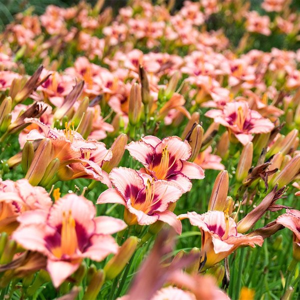 Strawberry Candy daylily