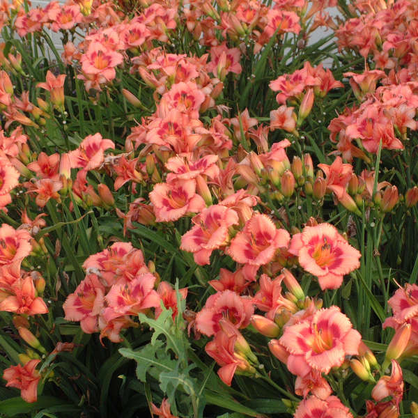 Strawberry Candy daylily