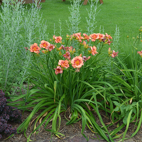 Strawberry Candy daylily