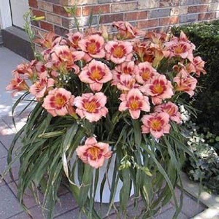 Strawberry Candy daylily