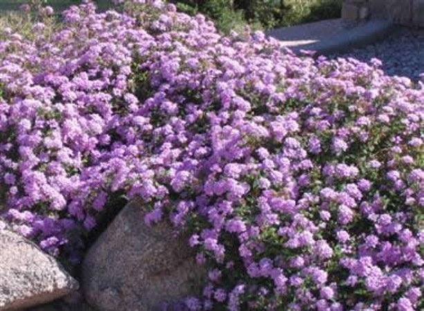 Trailing Lavender lantana