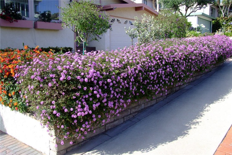 Trailing Lavender lantana