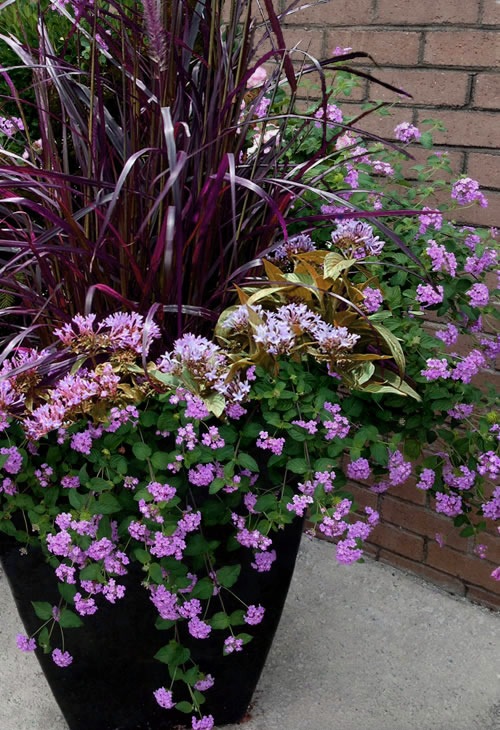 Trailing Lavender lantana