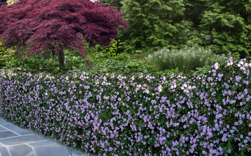 Trailing Lavender lantana