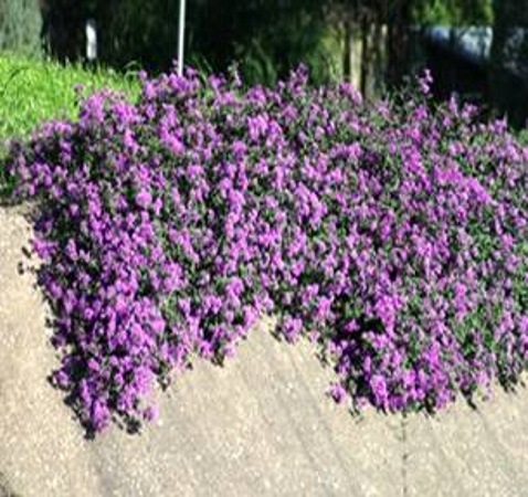 Trailing Lavender lantana