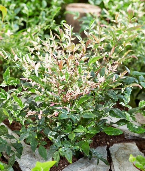 Twilight Nandina