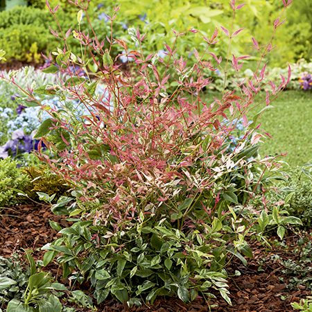 Twilight Nandina