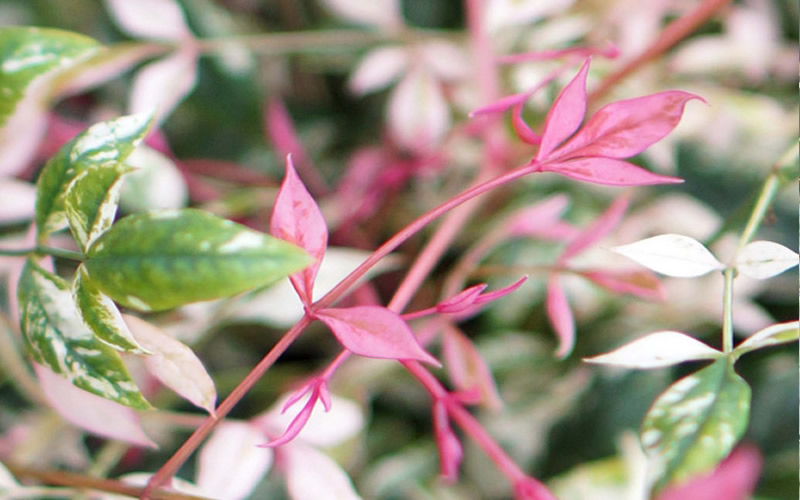 Twilight Nandina