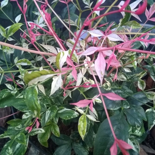 Twilight Nandina