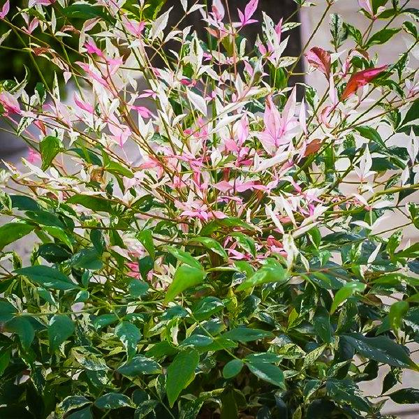 Twilight Nandina