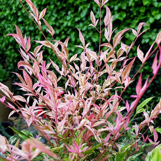 Twilight Nandina