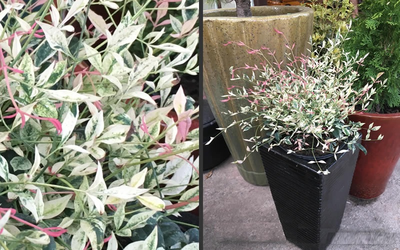 Twilight Nandina