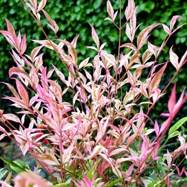 Twilight Nandina