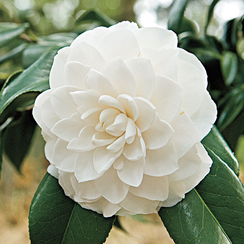 Morning Glow Camellia Japonica