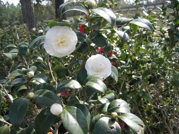 Morning Glow Camellia Japonica