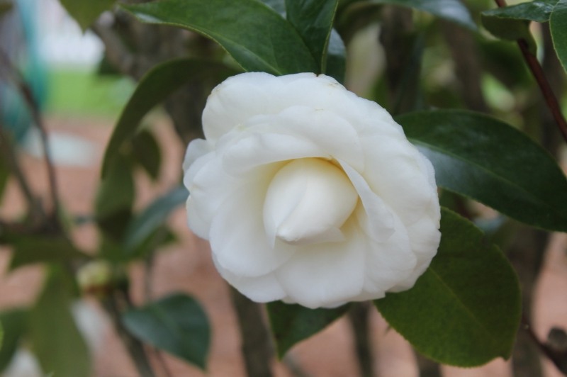 Morning Glow Camellia Japonica