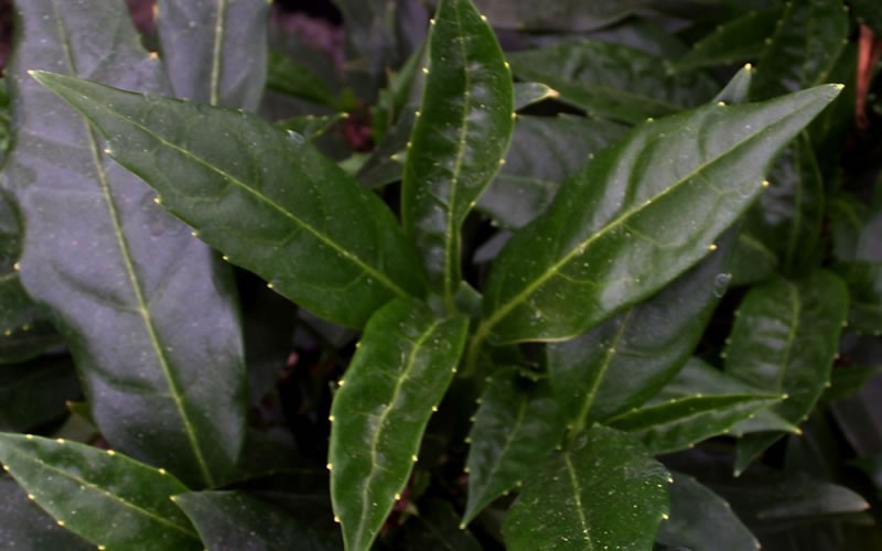 Dwarf Green Aucuba