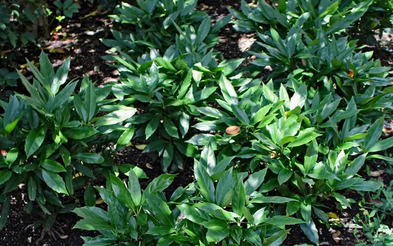 Dwarf Green Aucuba