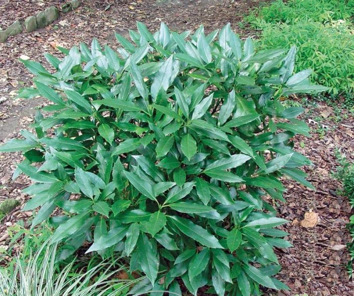 Dwarf Green Aucuba