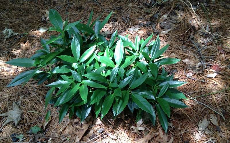 Dwarf Green Aucuba