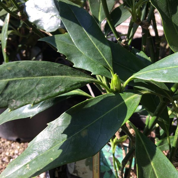 Dwarf Green Aucuba