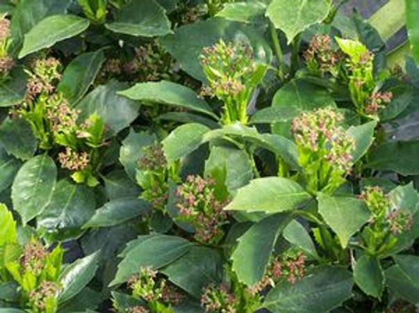 Dwarf Green Aucuba