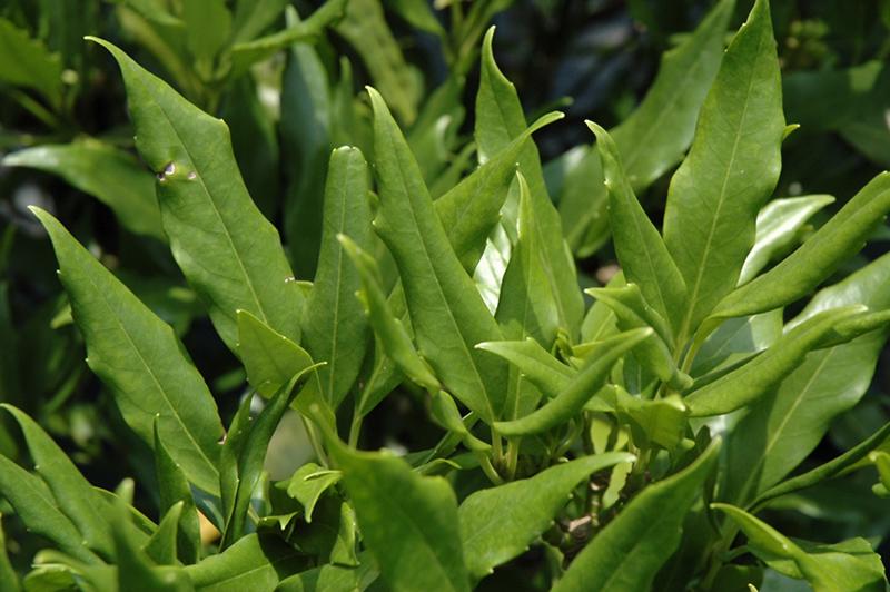 Dwarf Green Aucuba