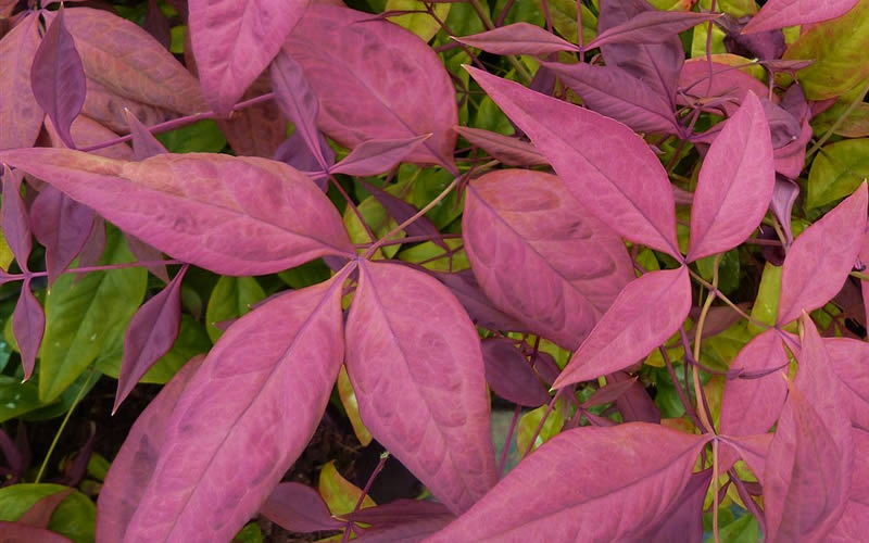 Blush Pink Nandina