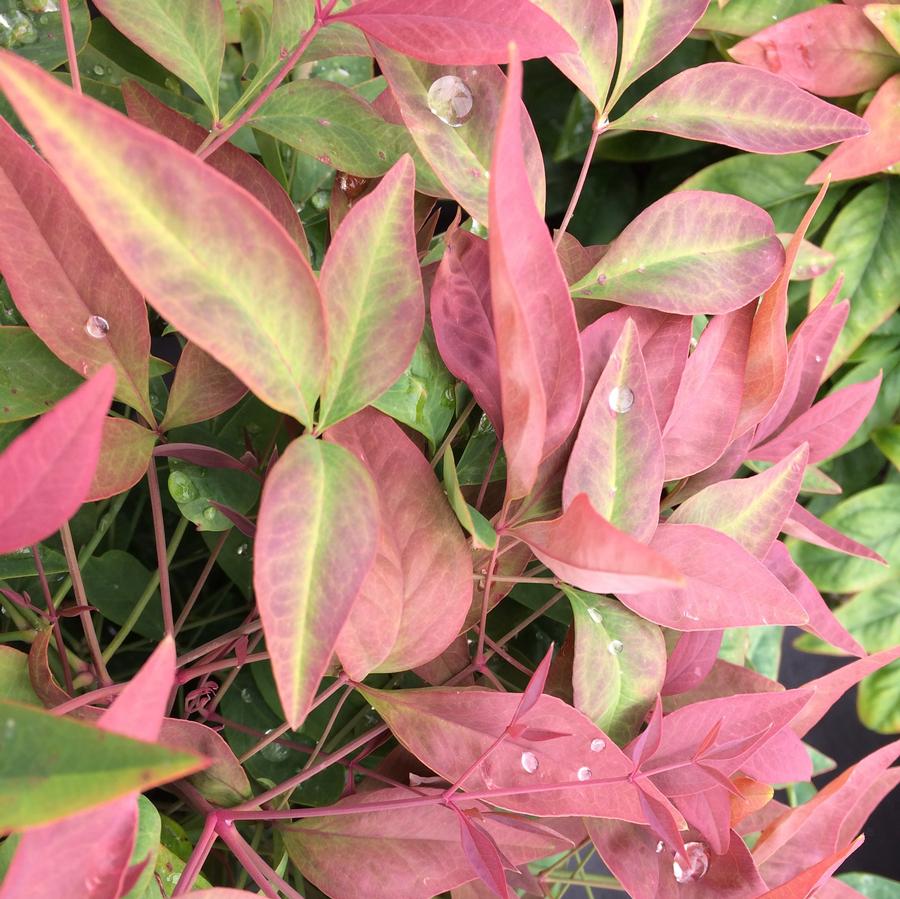 Blush Pink Nandina