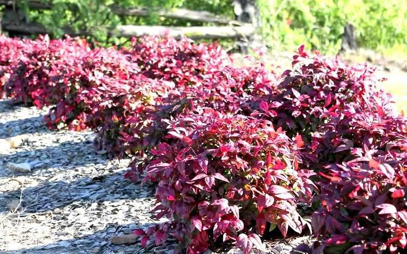Blush Pink Nandina