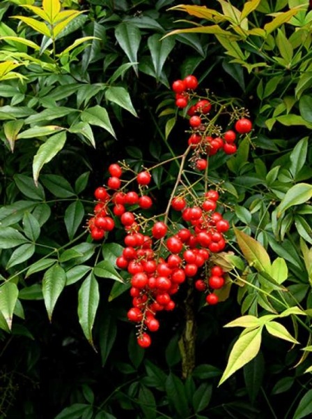 Blush Pink Nandina