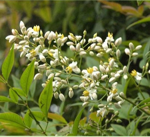 Blush Pink Nandina