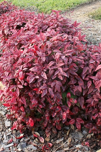 Blush Pink Nandina