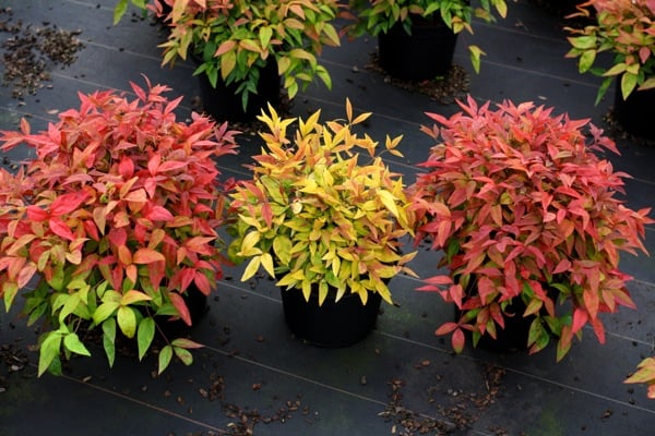 Blush Pink Nandina