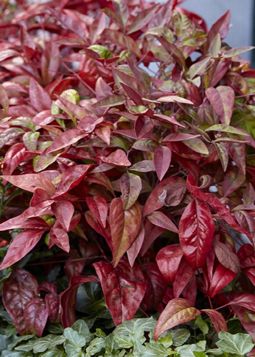 Blush Pink Nandina