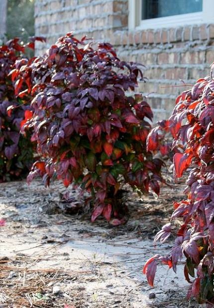 Blush Pink Nandina