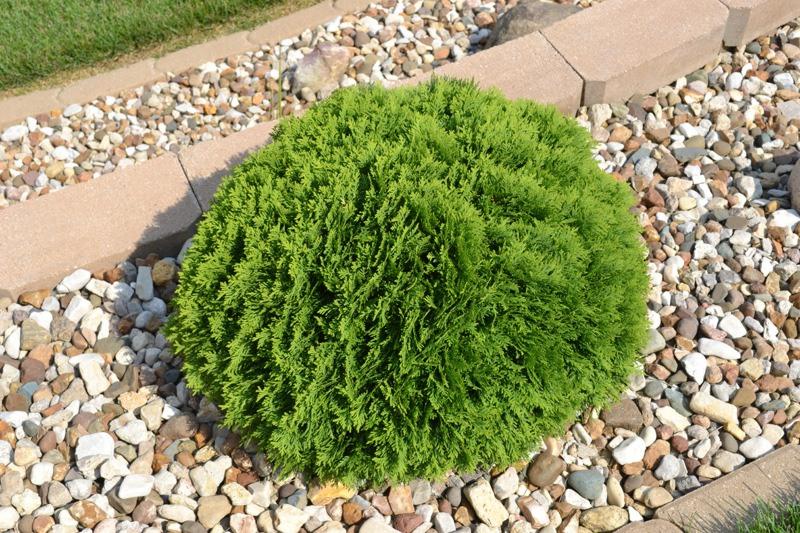 Hetz Midget Dwarf Globe Arborvitae