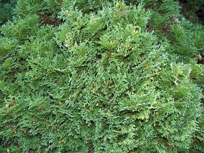 Hetz Midget Dwarf Globe Arborvitae