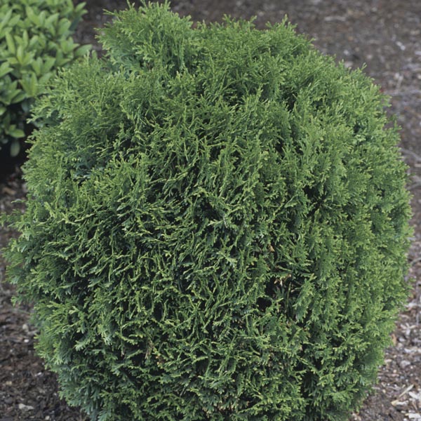 Hetz Midget Dwarf Globe Arborvitae