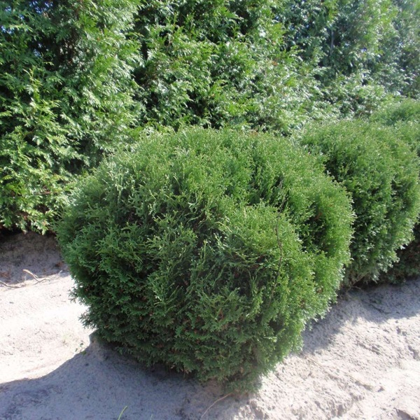 Hetz Midget Dwarf Globe Arborvitae