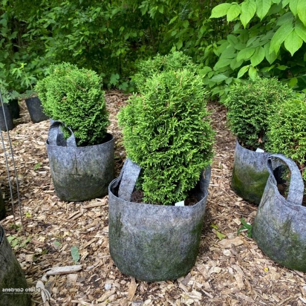 Hetz Midget Dwarf Globe Arborvitae