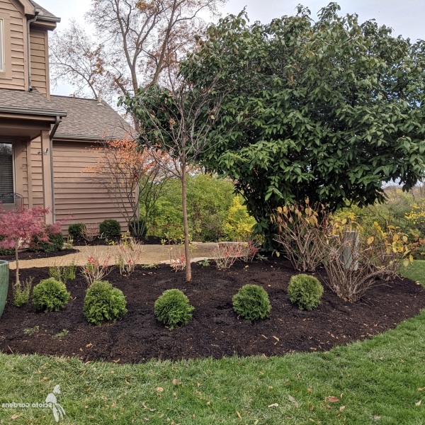 Hetz Midget Dwarf Globe Arborvitae