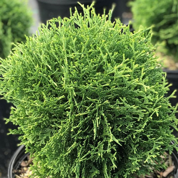Hetz Midget Dwarf Globe Arborvitae