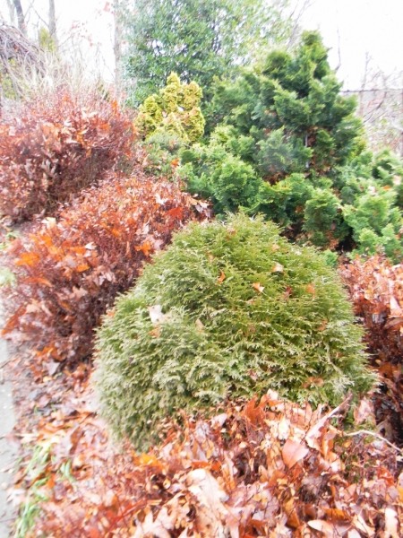 Hetz Midget Dwarf Globe Arborvitae