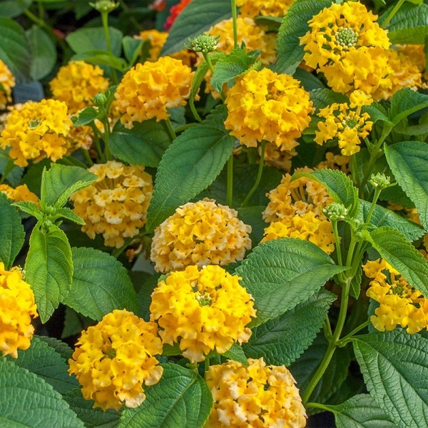 Chapel Hill Yellow Hardy Lantana