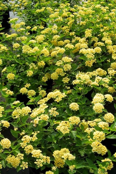 Chapel Hill Yellow Hardy Lantana