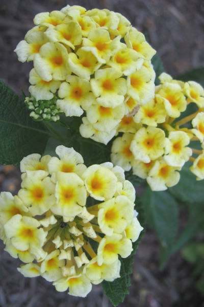 Chapel Hill Yellow Hardy Lantana