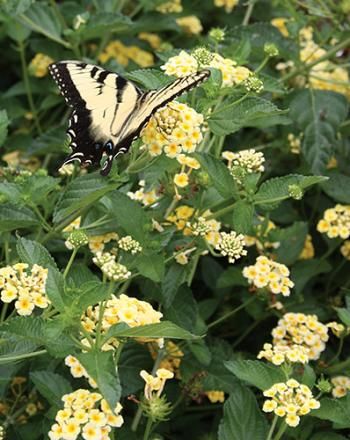 Chapel Hill Yellow Hardy Lantana