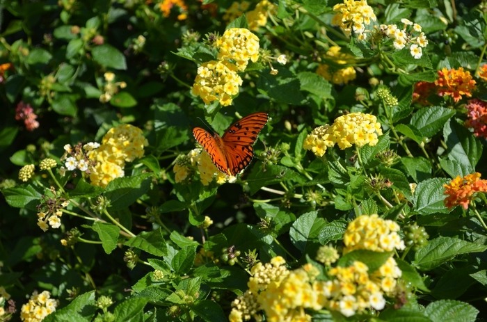 Chapel Hill Yellow Hardy Lantana