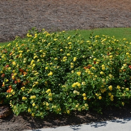Chapel Hill Yellow Hardy Lantana